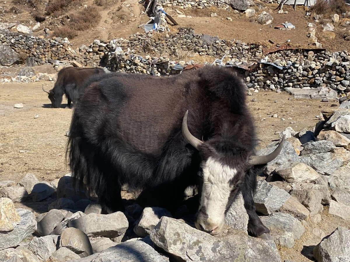 Black Yak