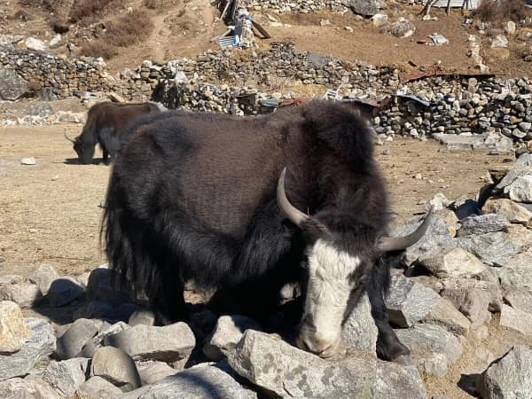 Black Yak