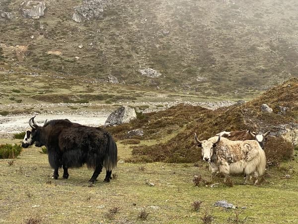 Yaks